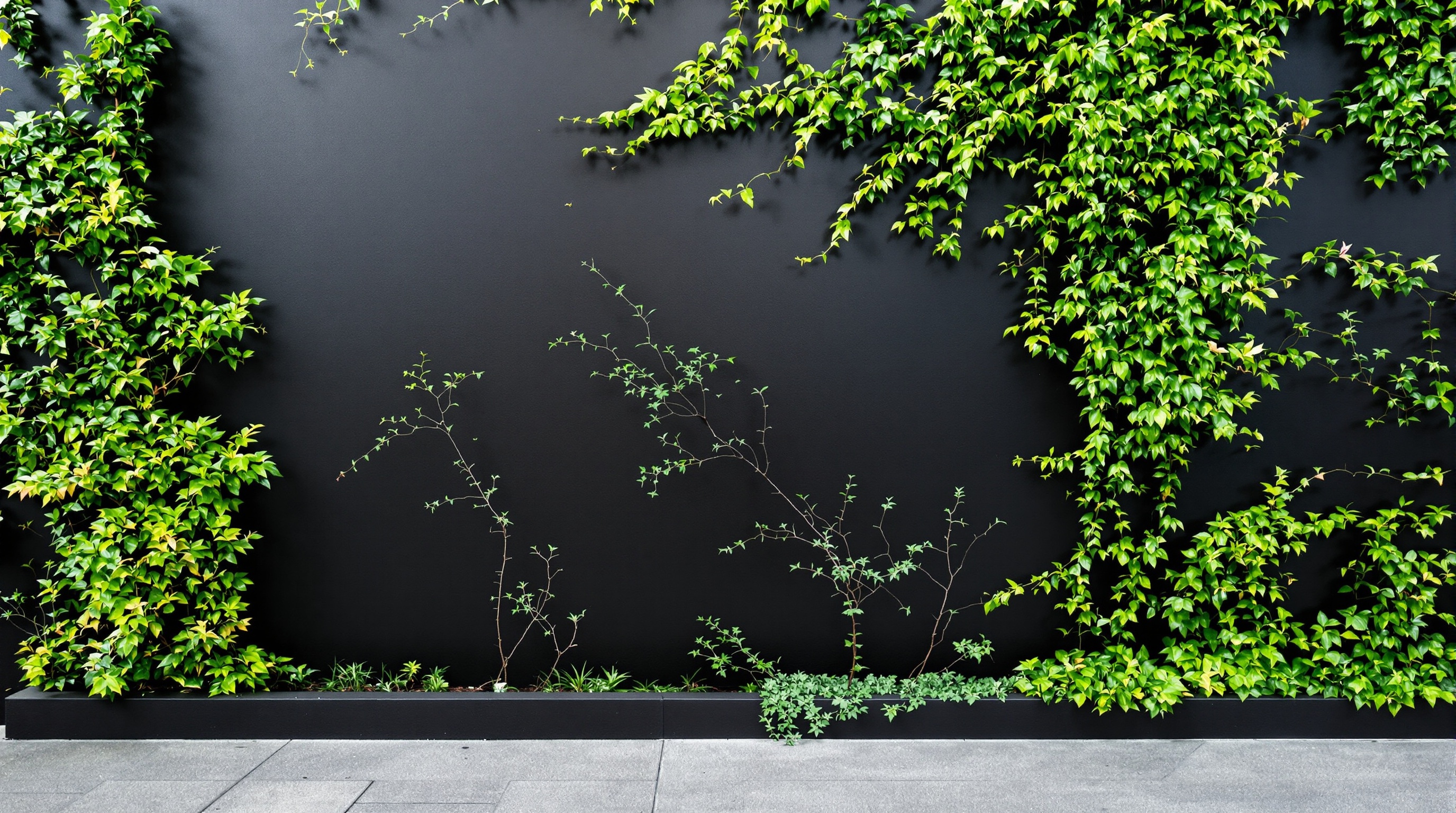 Un mur extérieur peint en noir mat profond sert de toile spectaculaire à une végétation luxuriante.